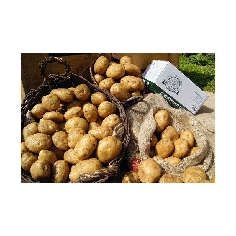 Patata de Coristanco